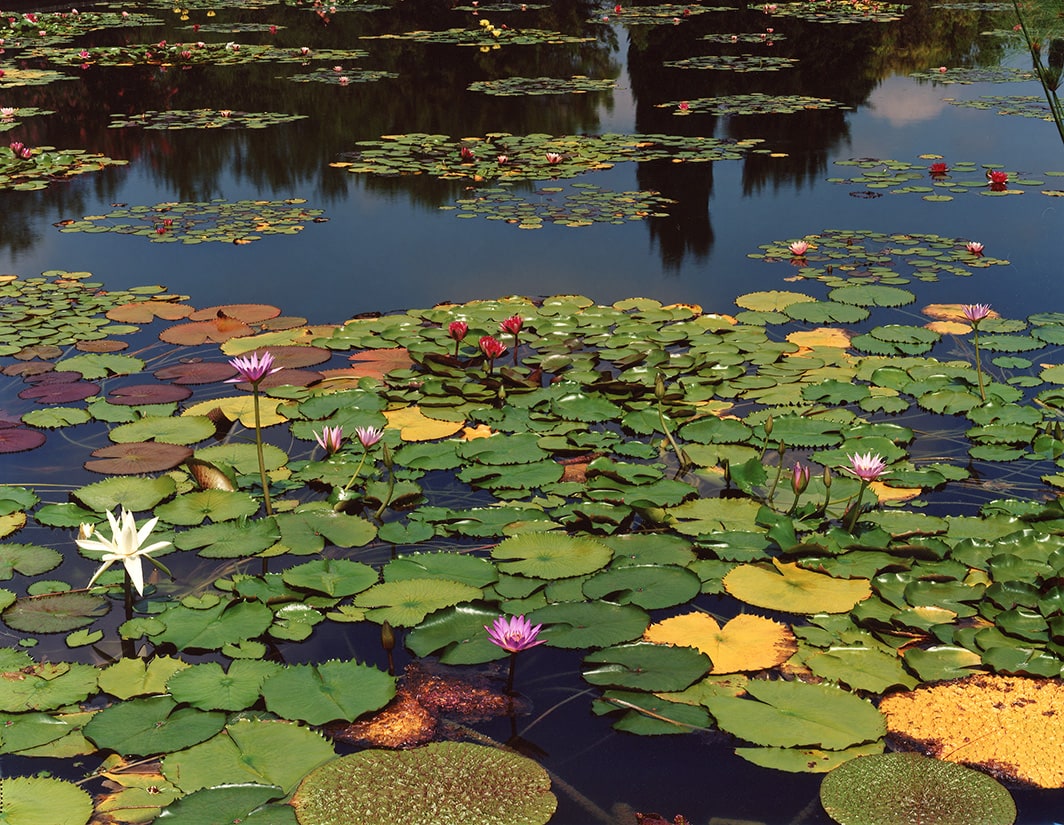 Untitled Water Lily (Veneto IV), 2015 - Lawrence Beck