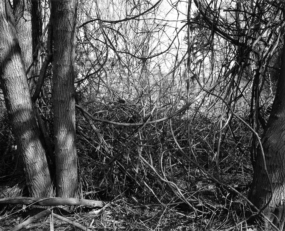 Thicket IV
