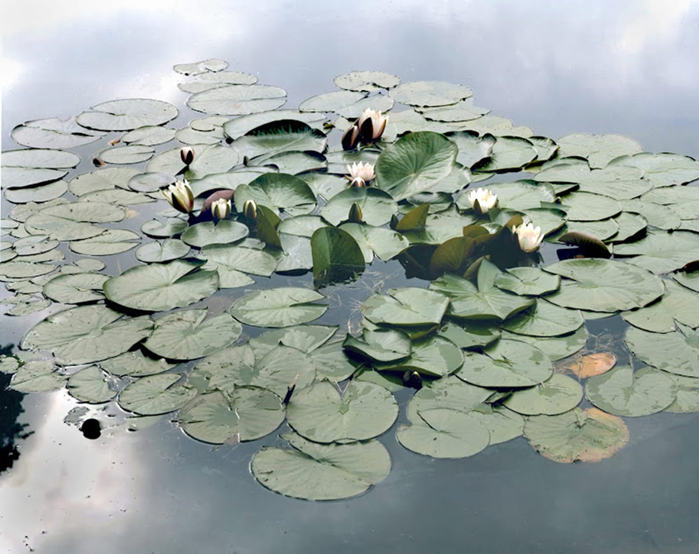 Untitled Water Lily (Zen Do) I